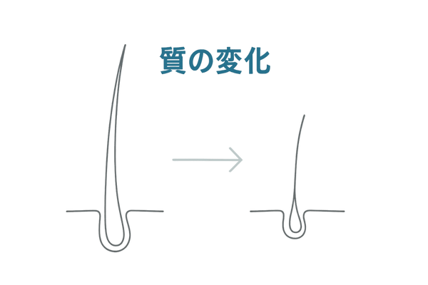 健康毛とミニチュア化毛の比較