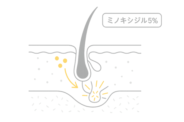 ミノキシジルが毛母細胞を活性化するメカニズム