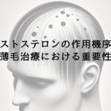 テストステロンの作用機序と薄毛治療における重要性