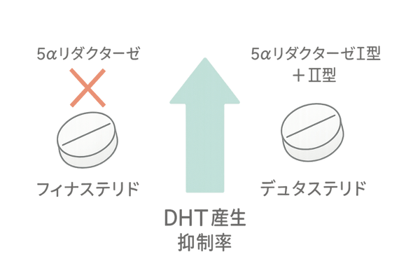 デュタステリドとフィナステリド作用メカニズム比較図