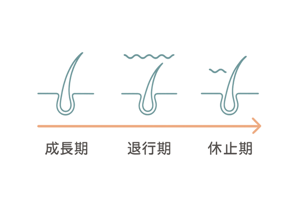 加齢で短縮する毛周期タイムライン
