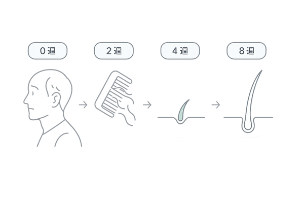 初期脱毛現象タイムライン