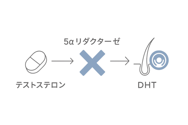 フィナステリド作用メカニズム図