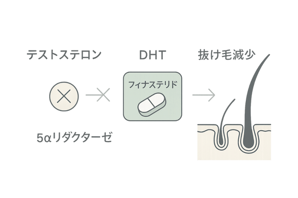 フィナステリド作用フローチャート