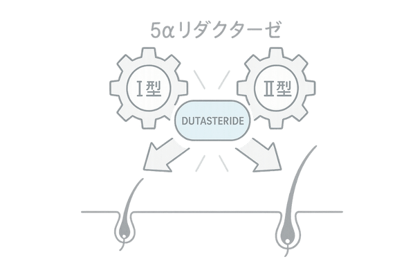デュタステリド二重ブロック図