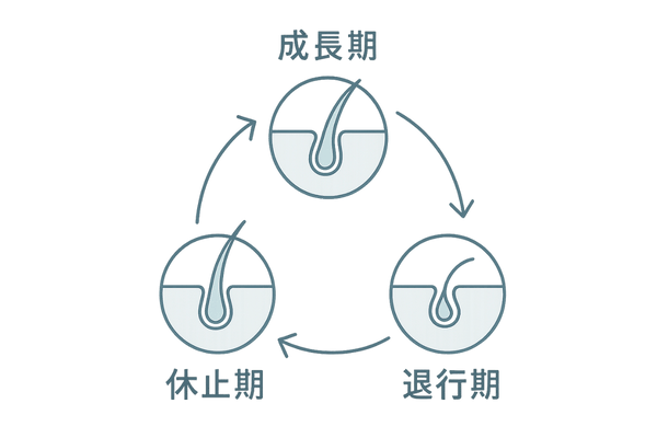 ヘアサイクル三相図(成長期・退行期・休止期)