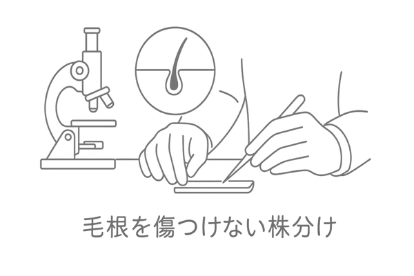 顕微鏡下での株分け工程図