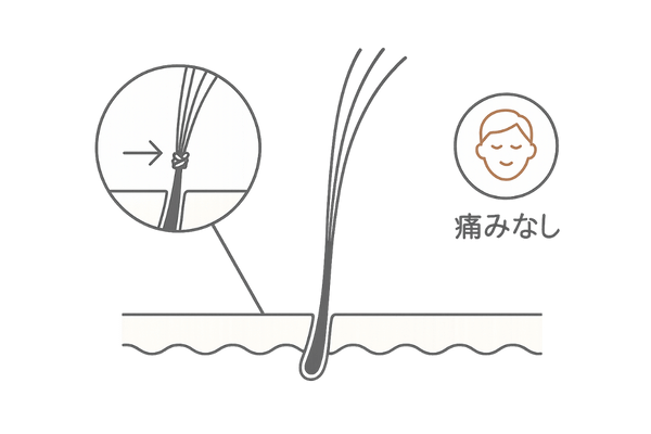 自毛に人工毛を結び付ける仕組みイラスト
