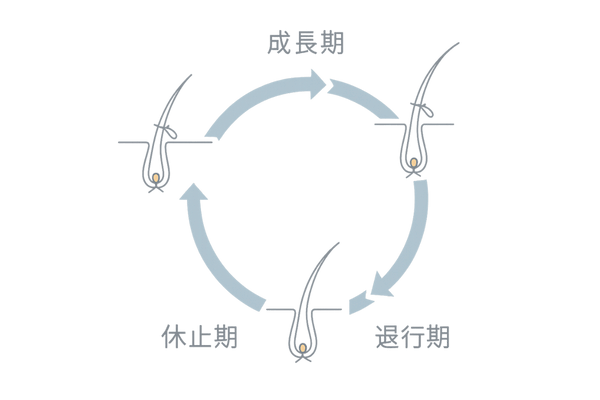 自毛ヘアサイクルと増毛の持続性図
