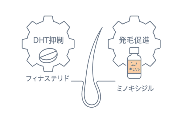フィナステリド＋ミノキシジル併用で相乗効果を狙うイメージ