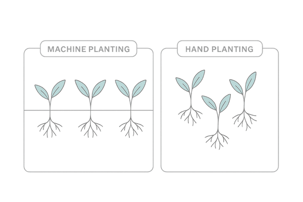 機械植えと手植えの毛流れの違い