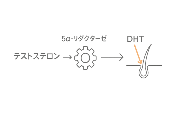 思春期のホルモンバランスとDHTのイメージ図