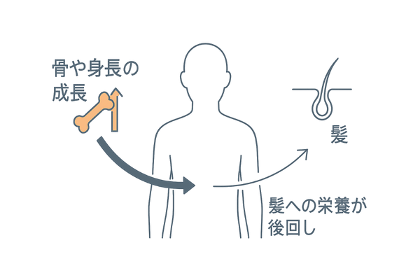 成長期の栄養偏りで髪に回る量が減るイメージ
