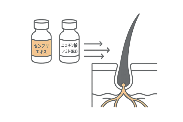 血行促進成分が毛根へ栄養を届ける流れ(センブリ・B3)