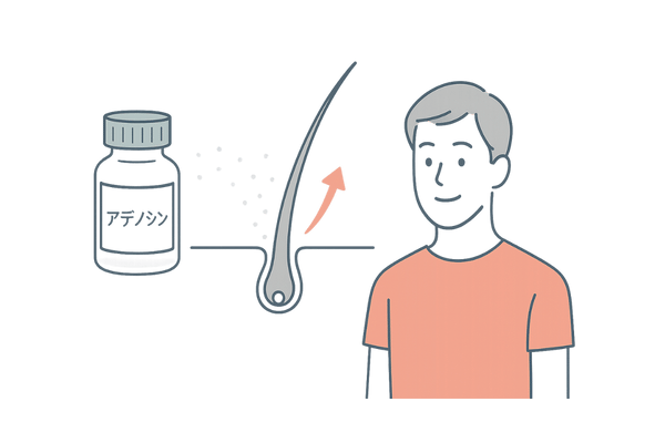 アデノシンで毛母細胞を活性化するイメージ