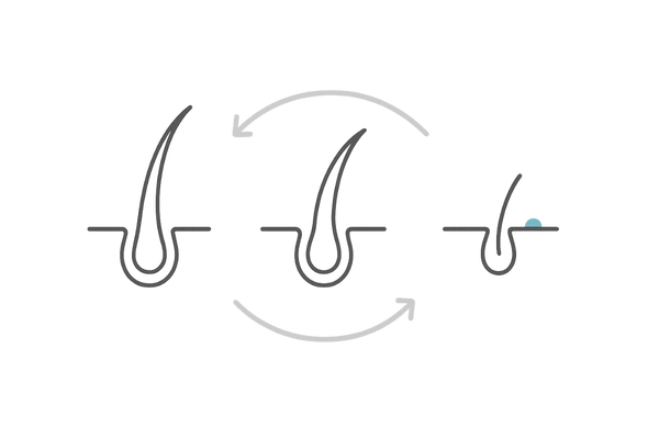 ヘアサイクル3段階の流れ（成長期→退行期→休止期）