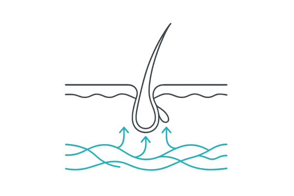 血行促進が毛根に与える作用（毛細血管からの栄養供給）
