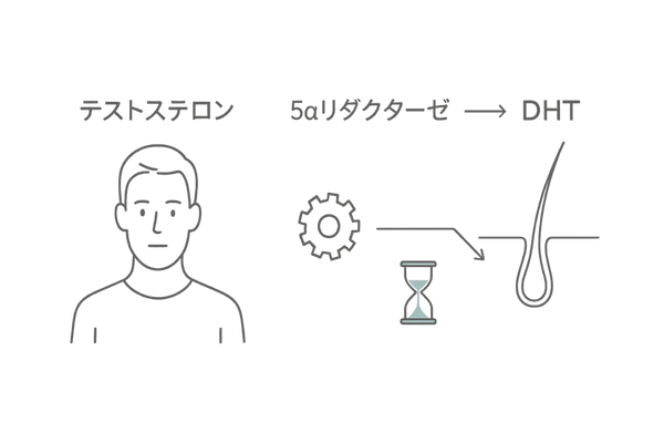 DHTへの変換フロー(テストステロン→5αリダクターゼ→DHT→毛根)