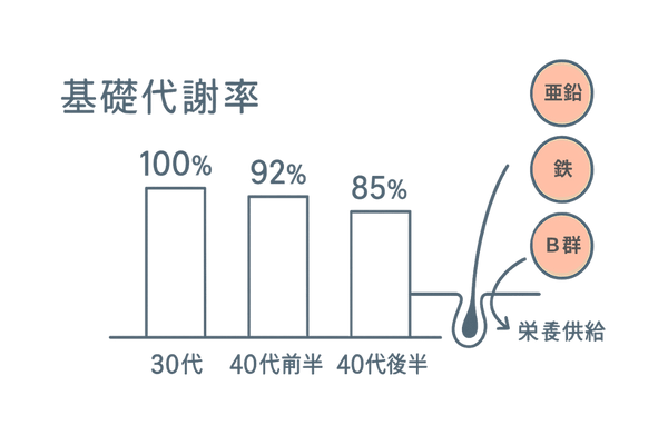 代謝低下と栄養吸収の関係(30代→40代前半→40代後半)