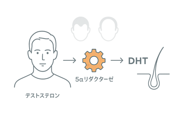 50代男性のDHTメカニズム|テストステロン→5α還元→DHT→毛根萎縮の流れ