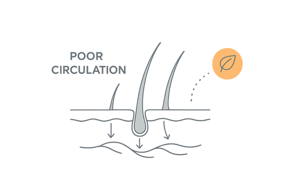 生え際の血行不良イメージ:薄い皮膚+細い血管の模式図