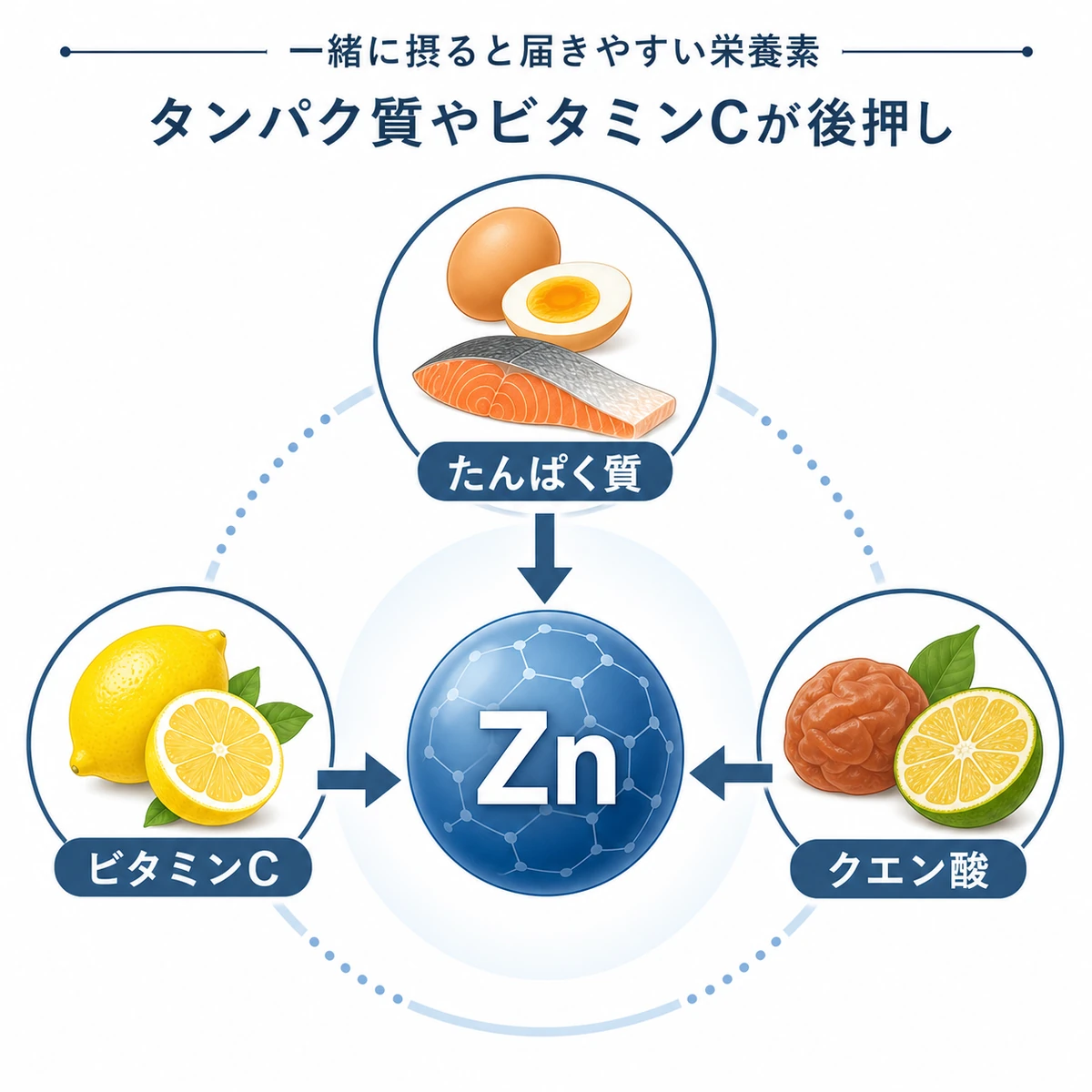 タンパク質やビタミンC・クエン酸が中央の亜鉛の吸収を後押しする関係を表した医療イラスト