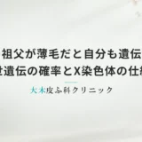 母方の祖父が薄毛だと自分も遺伝する？隔世遺伝の確率とX染色体の仕組み