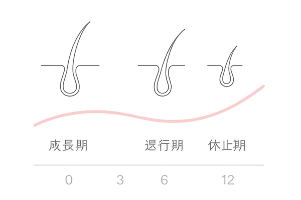 ヘアサイクルと効果実感の目安タイムライン(0〜12か月)