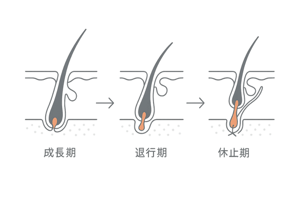 ヘアサイクルの基本図(成長期・退行期・休止期)|女性の薄毛の基礎