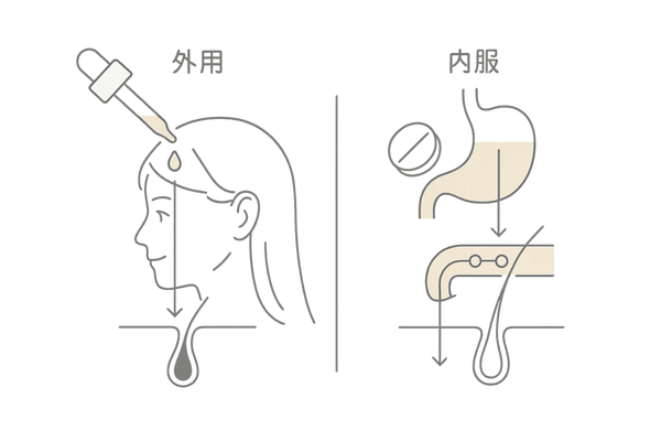 外用薬と内服薬の働きの違い|頭皮塗布と体内吸収の流れ