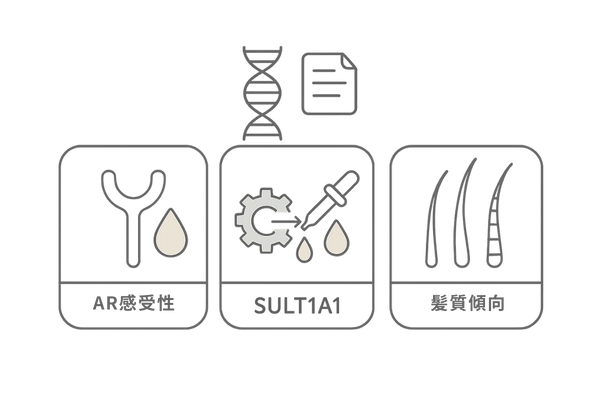 遺伝子検査で分かる3要素(AR感受性・SULT1A1・髪質傾向)