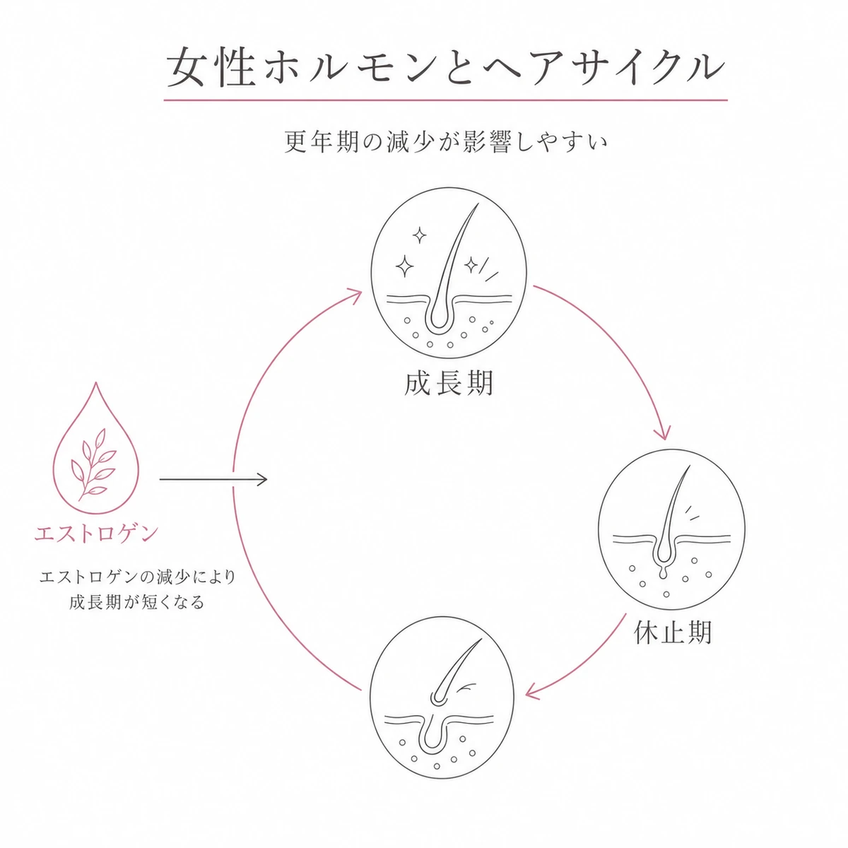 エストロゲンの減少がヘアサイクルの成長期を短くする関係を円環で表した線画イラスト