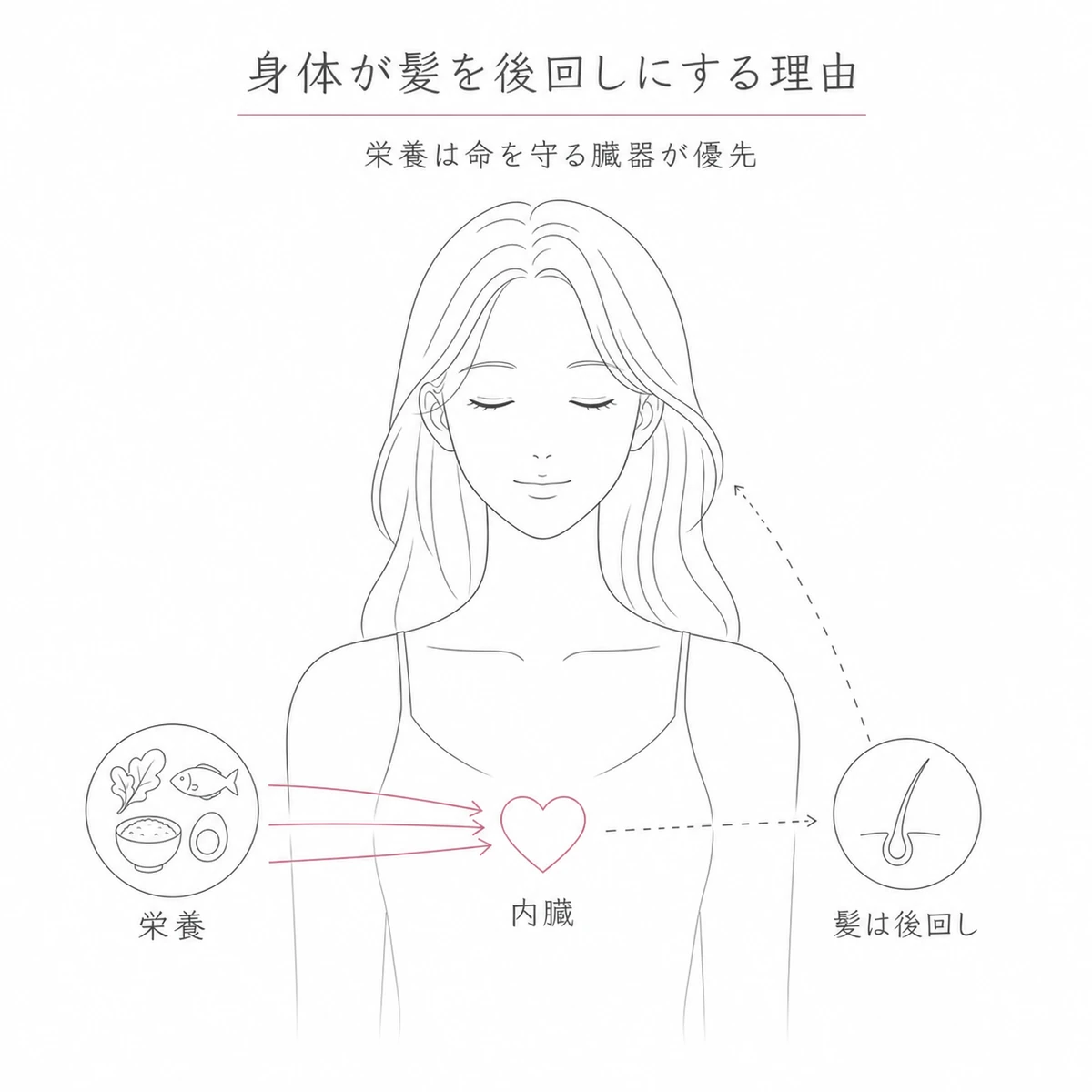 栄養が命を守る臓器へ優先され髪への供給が後回しになる仕組みを女性の体で表した線画イラスト