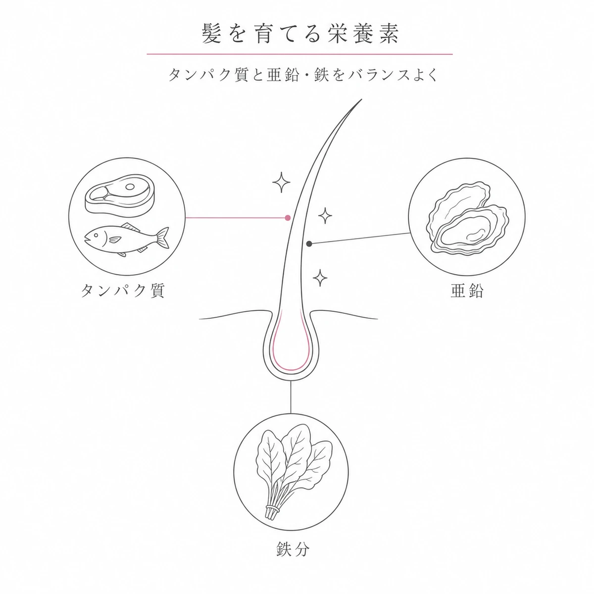 タンパク質と亜鉛と鉄分の3つの栄養素が1本の髪を支える関係を表した線画イラスト