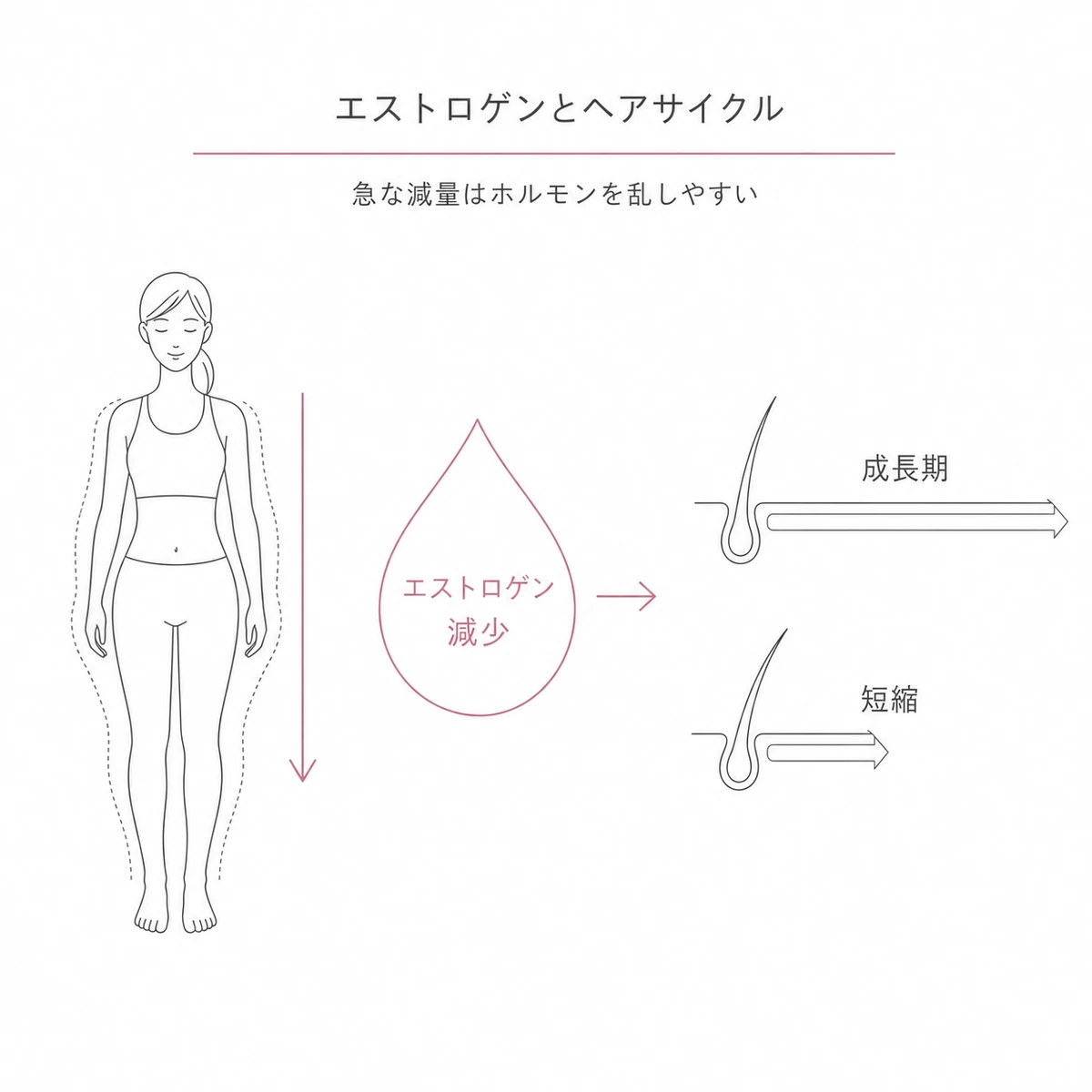体脂肪減少によるエストロゲン低下が髪の成長期を短くする流れを表した線画イラスト
