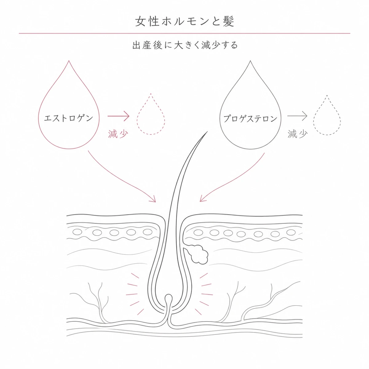 エストロゲンとプロゲステロンが髪の保持力を支え出産後に減少する関係を表した線画イラスト