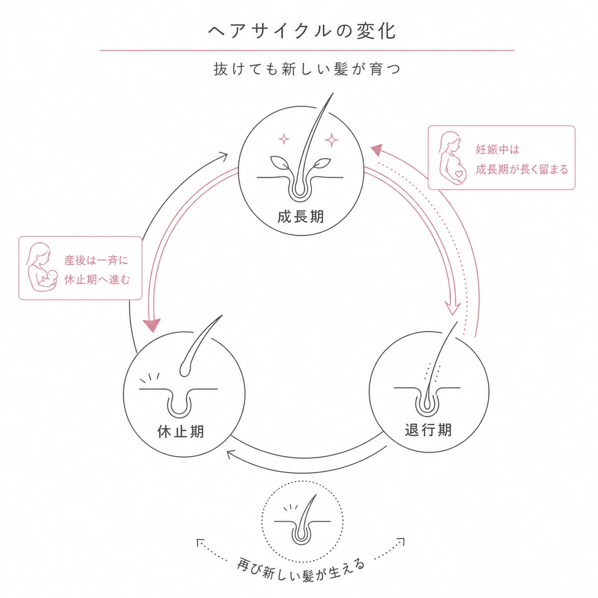 成長期から休止期を経て再び髪が生えるヘアサイクルの循環を円環で表した線画イラスト