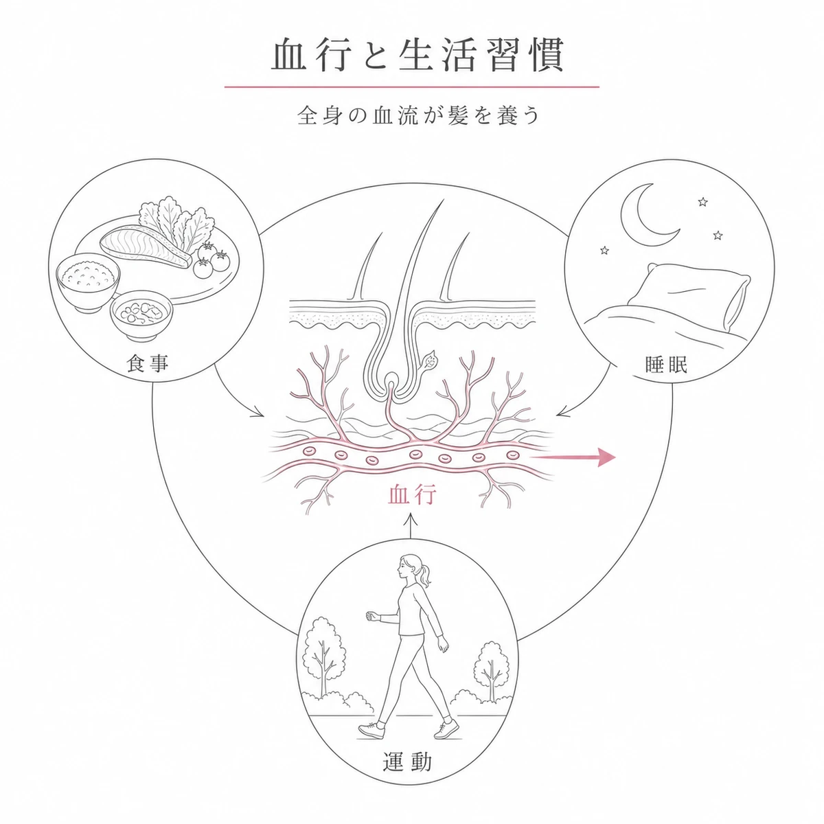 食事や睡眠や運動が頭皮の血流を整え髪を養う関係を表した線画イラスト