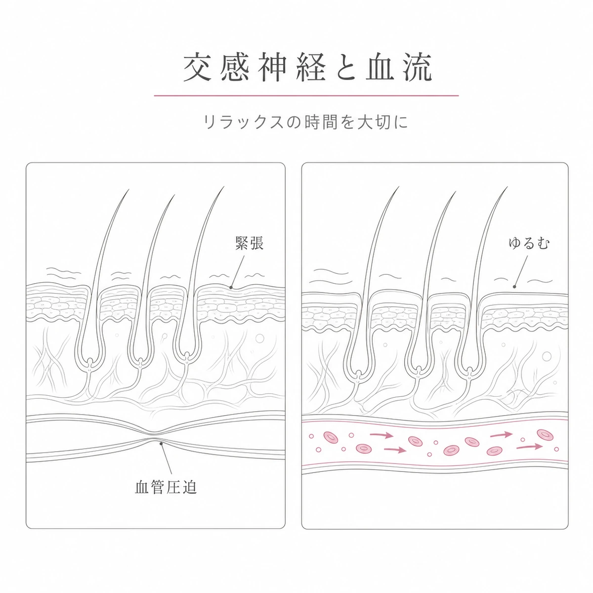 交感神経で硬くなった頭皮とリラックスで血流が通う頭皮を対比した線画イラスト