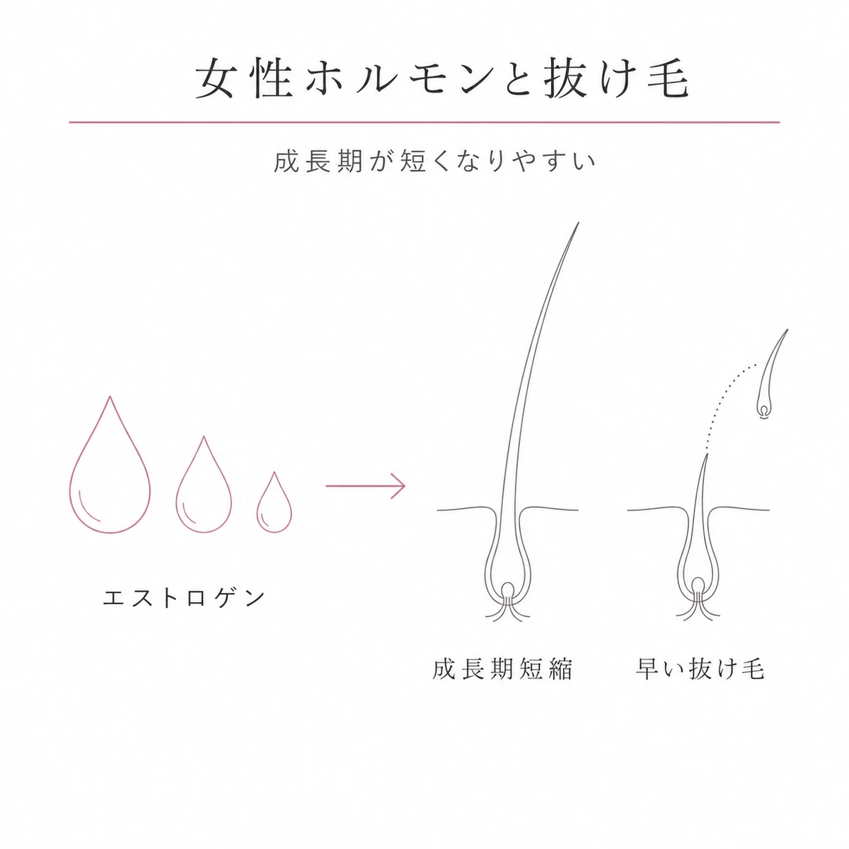 エストロゲンの減少で髪の成長期が短くなり早く抜ける流れを表した線画イラスト