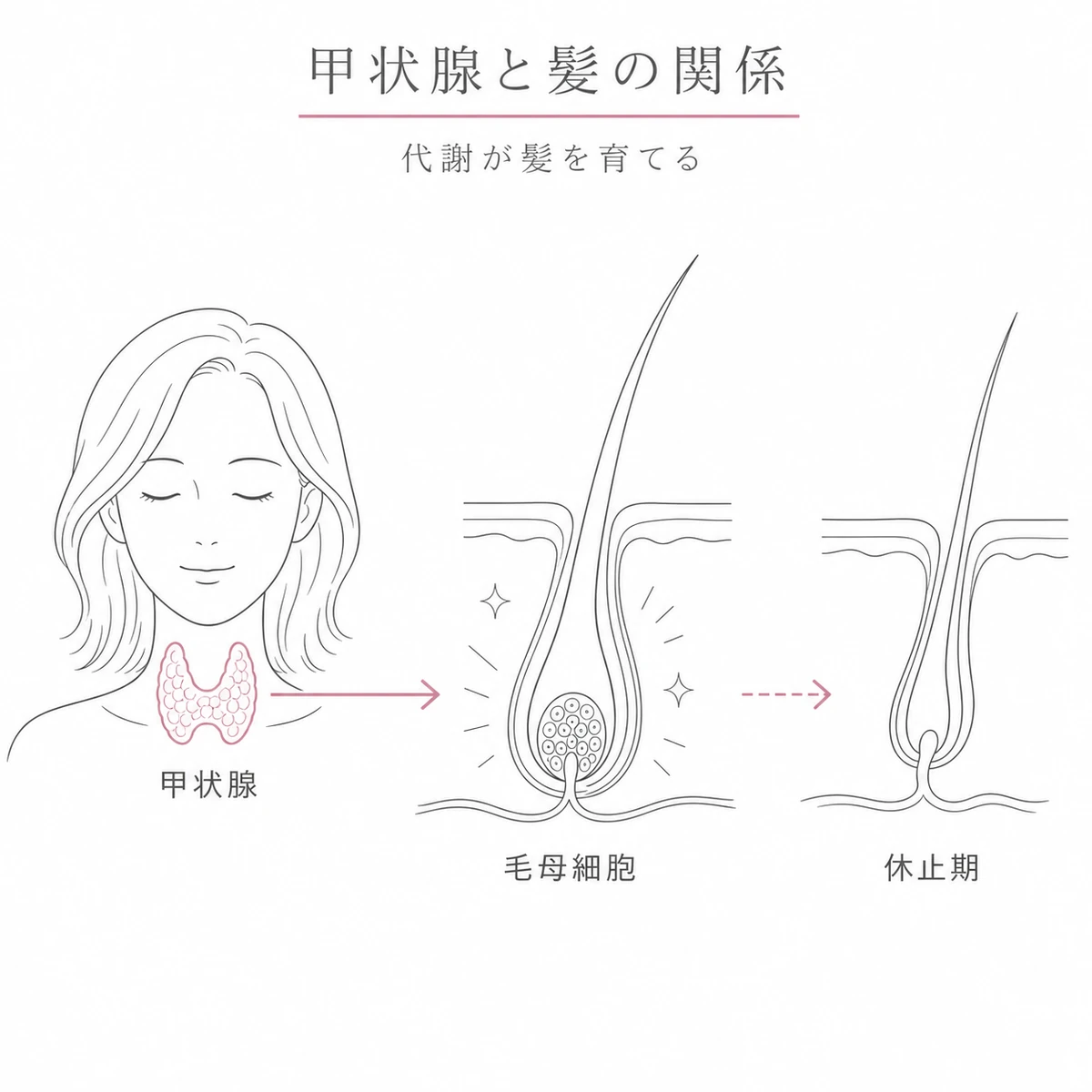 甲状腺ホルモンが毛母細胞の分裂を促し髪の成長を支える関係を表した線画イラスト