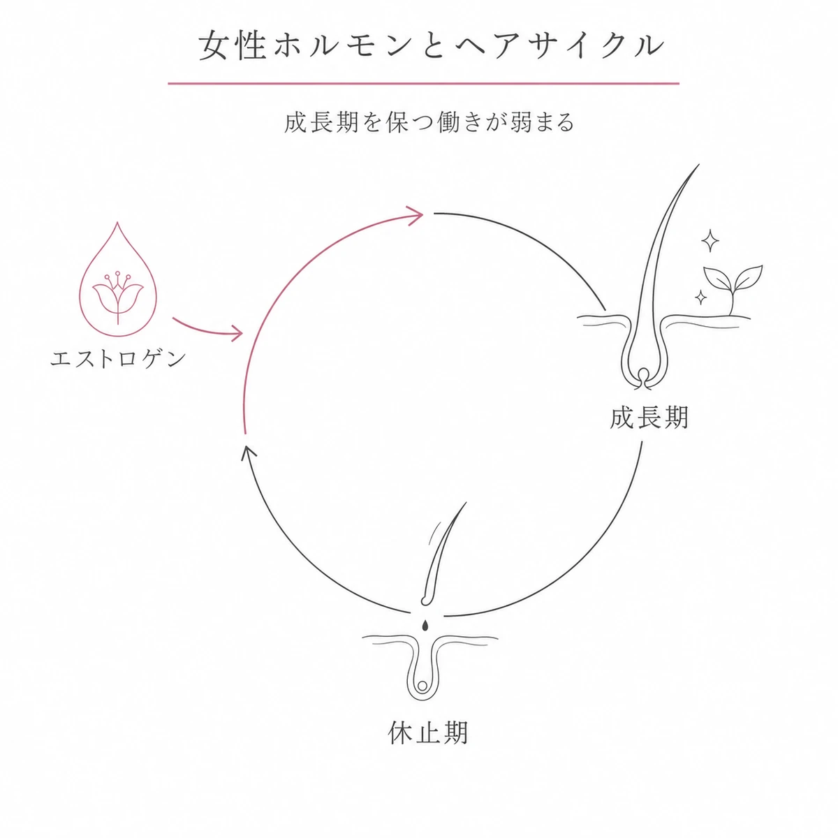 エストロゲンの減少がヘアサイクルの成長期を短くする関係を円環で表した線画イラスト
