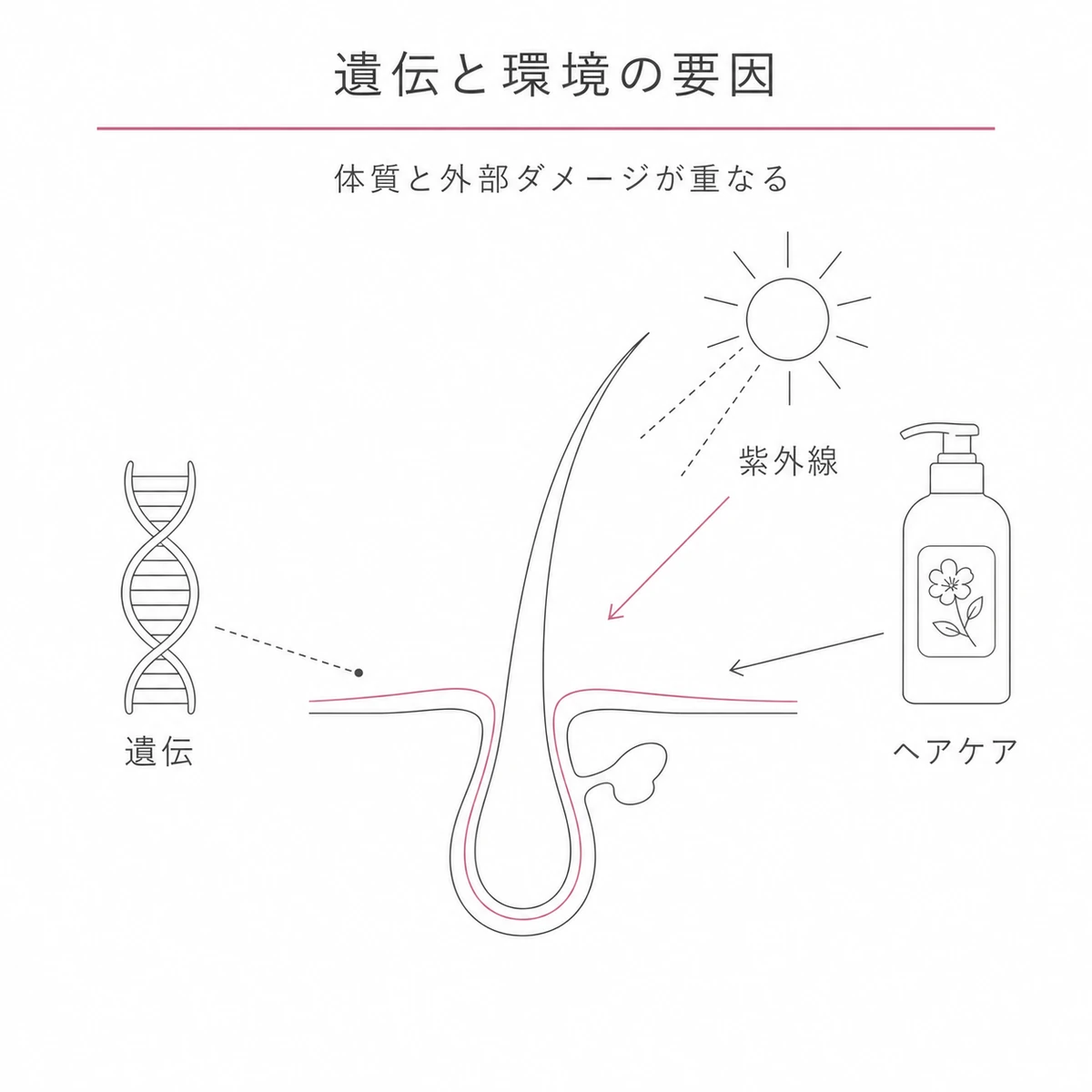 遺伝的な体質に紫外線や誤ったヘアケアが重なって発症リスクを高める要因を相関図で表した線画イラスト