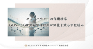 ゼップバウンドの作用機序｜GLP-1とGIP受容体作動薬が体重を減らす仕組み