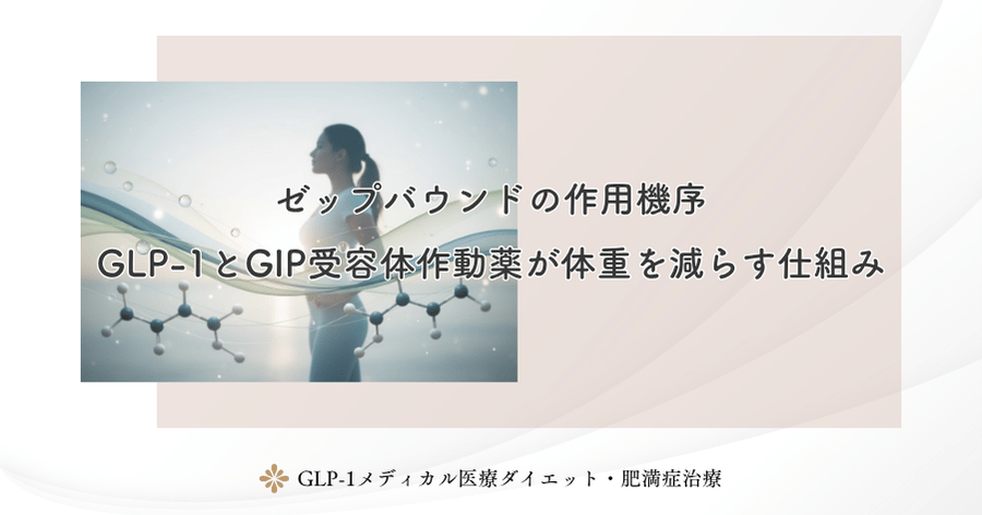 ゼップバウンドの作用機序｜GLP-1とGIP受容体作動薬が体重を減らす仕組み