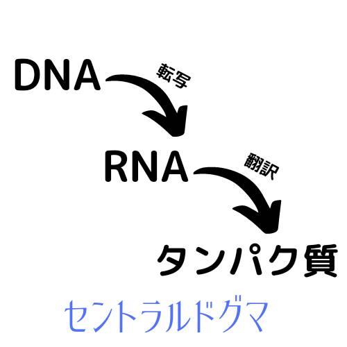 セントラルドグマ　DNA RNA タンパク質 リボソーム 転写　翻訳