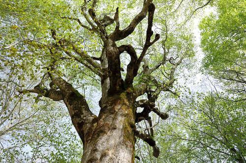 木　木の幹　幹　枝　幹細胞　かんさいぼう　きのみき