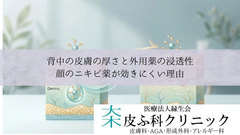 背中の皮膚の厚さと外用薬の浸透性|顔のニキビ薬が効きにくい理由